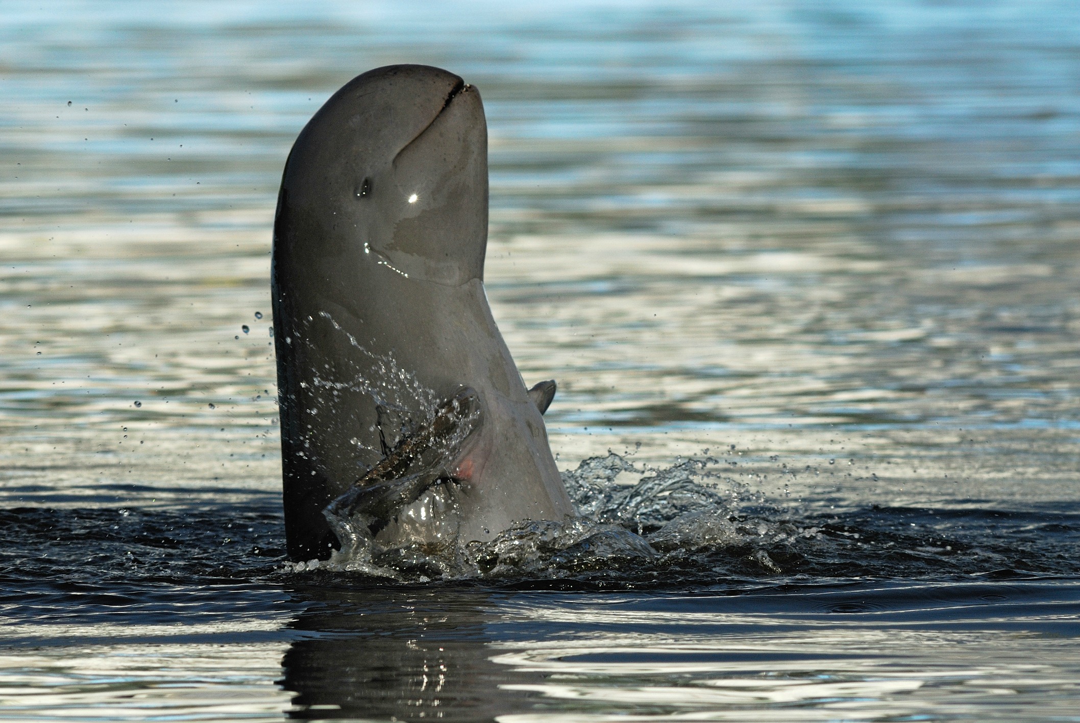 A picture of the Irrawaddy dolphin in the Mekong River in Laos
